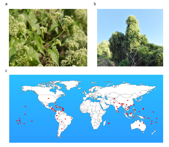 薇甘菊是如何快速生长和入侵的中国学者终结生物多样性的终极黑仔