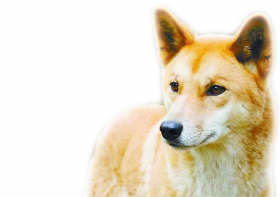 澳大利亚野狗是中国南方家养狗的后代