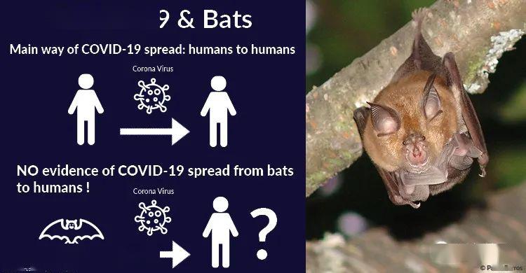 爱媒体称蝙蝠不是“万毒之王”病毒的传播能力与其他动物相同