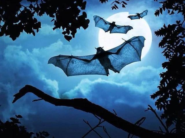 这种新的冠状病毒已经征服了人类美国科学家在蝙蝠身上发现了6种新病毒
