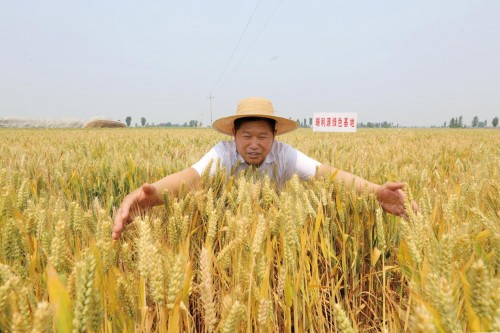 河南优质特色农产品（上海）展览会：助力豫农优品登上大舞台