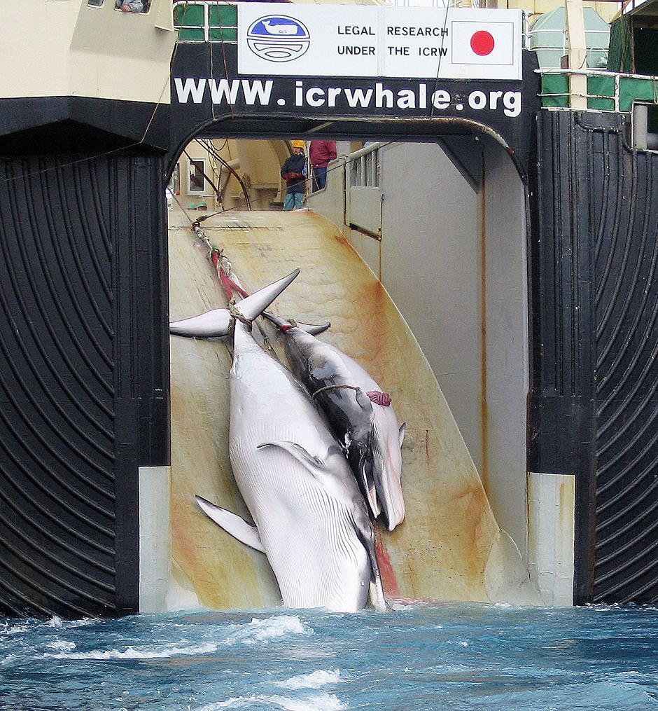 捕杀122头怀孕母鲸114头幼鲸，引发全球谴责，日本称：科研需要